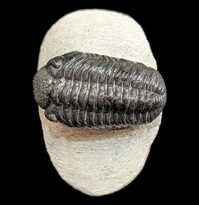 Phacops Rana Trilobite Fossil in Matrix Specimen D-Fossils-Sahara Overland-PaxtonGate