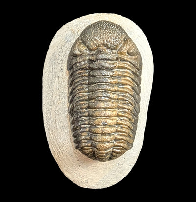 Phacops Rana Trilobite Fossil in Matrix Specimen A-Fossils-Sahara Overland-PaxtonGate