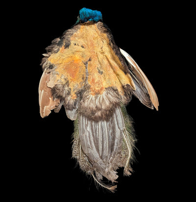 Young Male Pied Blue Indy Peacock Skin-Taxidermy-White Fox Fur & Feather-PaxtonGate