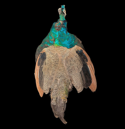 Young Male Blue Indy Peacock Skin-Taxidermy-White Fox Fur & Feather-PaxtonGate