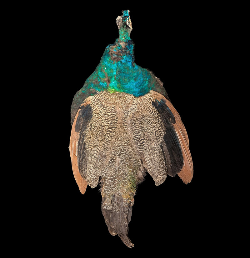 Young Male Blue Indy Peacock Skin-Taxidermy-White Fox Fur & Feather-PaxtonGate