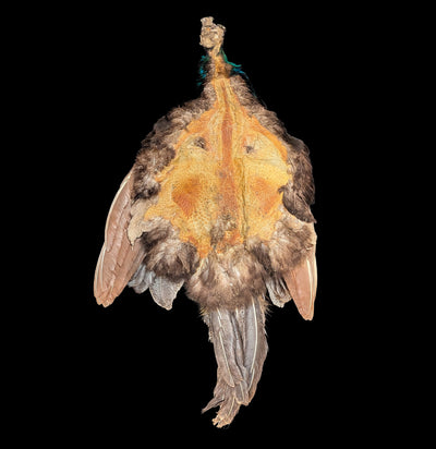 Young Male Blue Indy Peacock Skin-Taxidermy-White Fox Fur & Feather-PaxtonGate