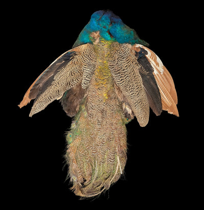 Young Male Pied Blue Indy Peacock Skin-Taxidermy-White Fox Fur & Feather-PaxtonGate