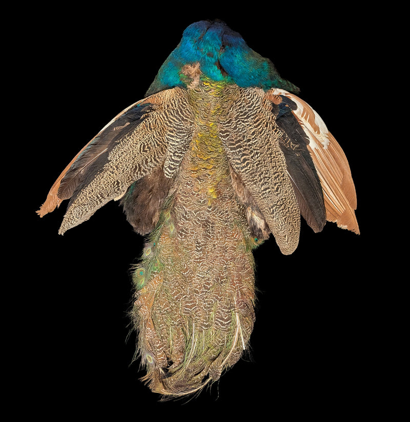 Young Male Pied Blue Indy Peacock Skin-Taxidermy-White Fox Fur & Feather-PaxtonGate