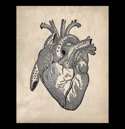 Vintage Anatomy Heart Diagram Print-Prints-Curious Prints-PaxtonGate