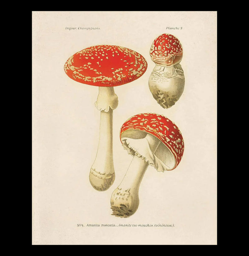 Vintage Magic Mushroom Print-Prints-Curious Prints-PaxtonGate