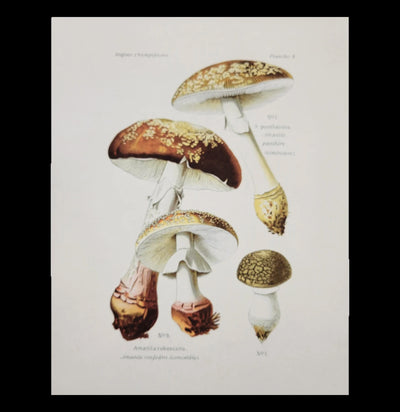 Mushroom Blusher Print-Prints-Curious Prints-PaxtonGate