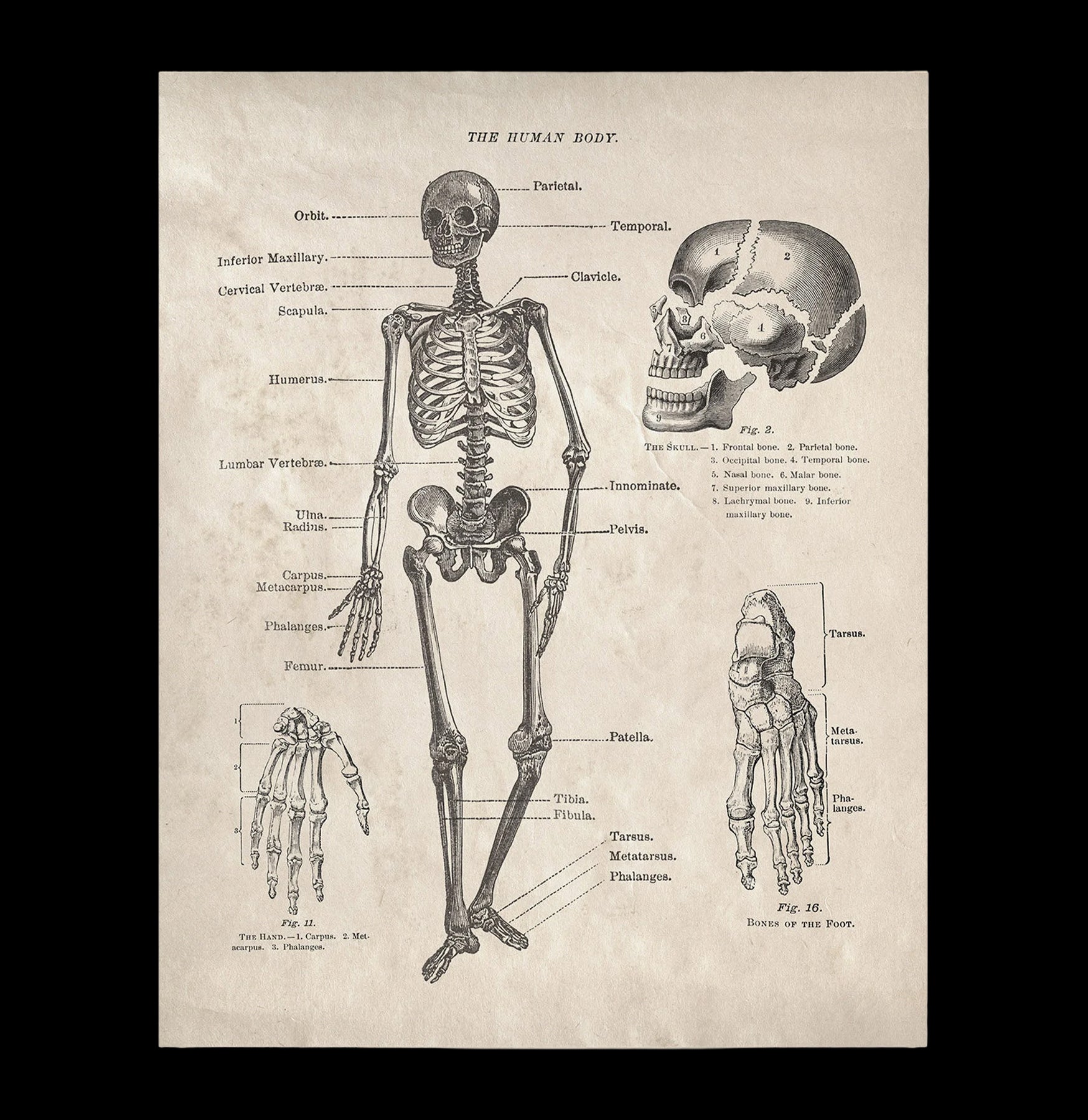 Vintage Anatomy Human Body Skeleton Print – Paxton Gate
