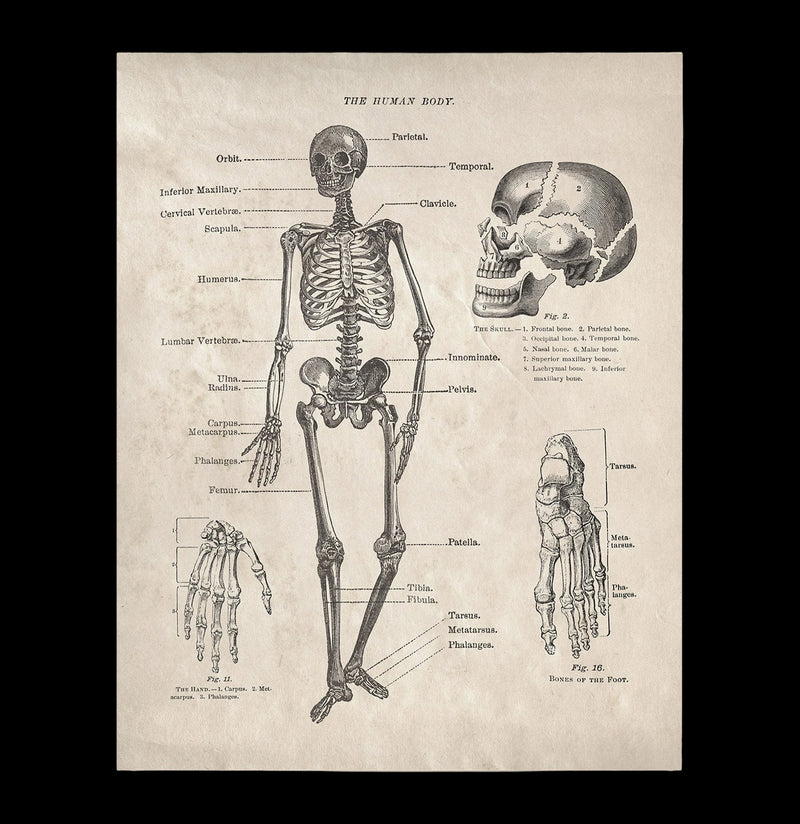 Vintage Anatomy Human Body Skeleton Print – Paxton Gate