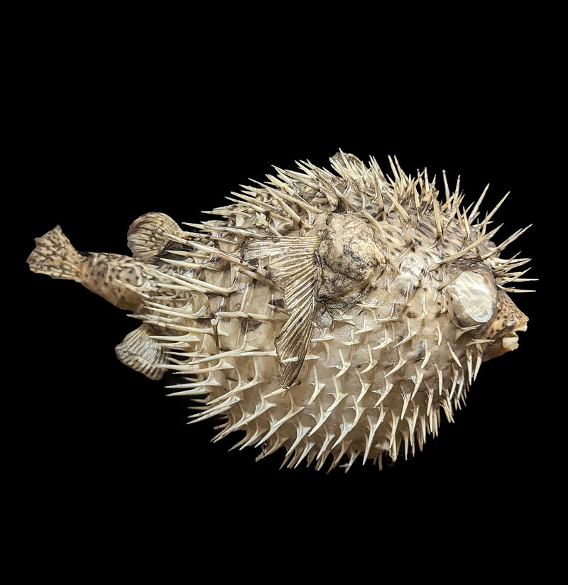 Taxidermy Blowfish