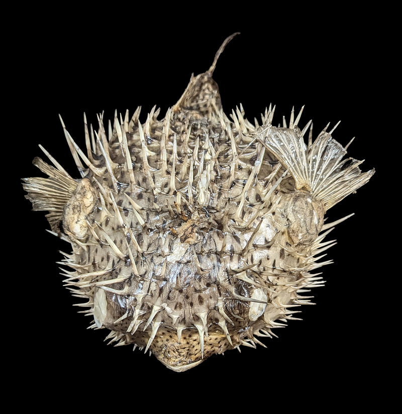 Taxidermy Blowfish