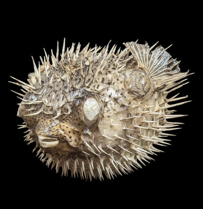 Taxidermy Blowfish