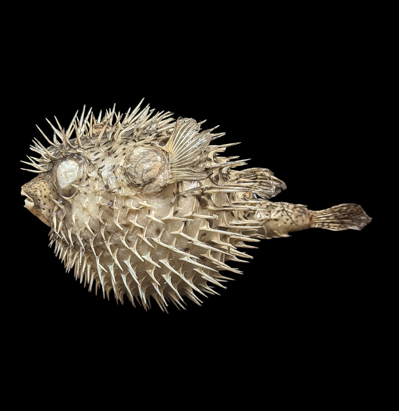 Taxidermy Blowfish