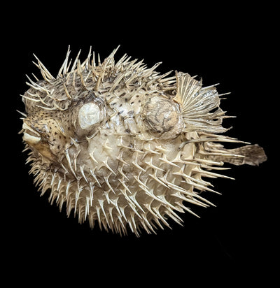 Taxidermy Blowfish