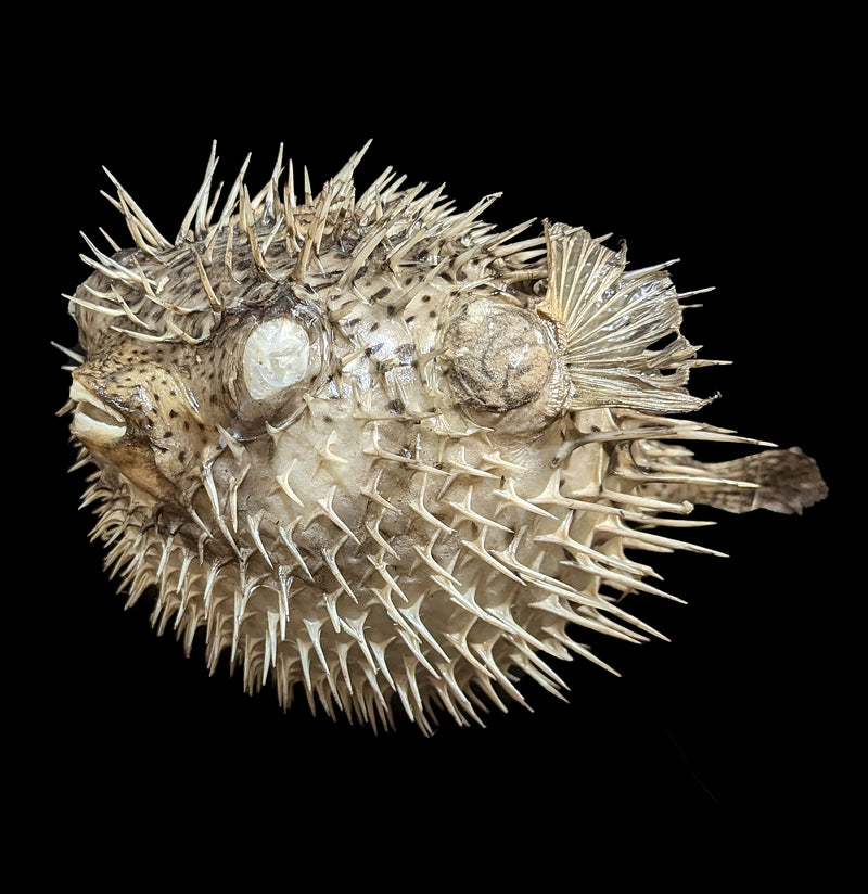 Taxidermy Blowfish