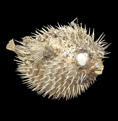 Taxidermy Blowfish