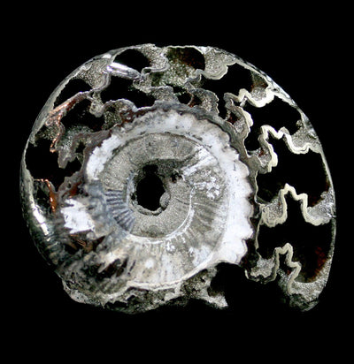Small Pyritized Ammonite-Fossils-My Meteorite LLC-PaxtonGate