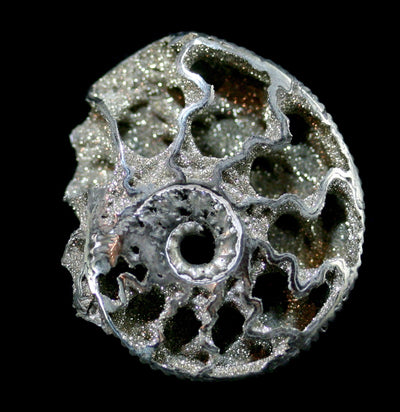 Small Pyritized Ammonite-Fossils-My Meteorite LLC-PaxtonGate