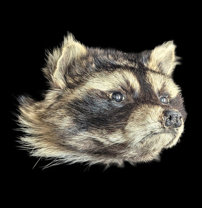 Taxidermy Raccoon Head Mount-Taxidermy-Midwest Taxidermy-PaxtonGate