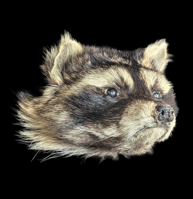 Taxidermy Raccoon Head Mount-Taxidermy-Midwest Taxidermy-PaxtonGate