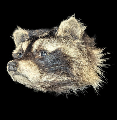 Taxidermy Raccoon Head Mount-Taxidermy-Midwest Taxidermy-PaxtonGate