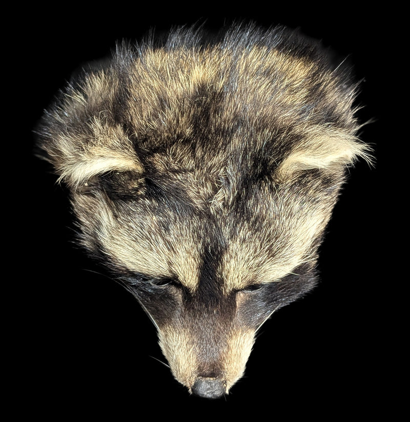 Taxidermy Raccoon Head Mount-Taxidermy-Midwest Taxidermy-PaxtonGate