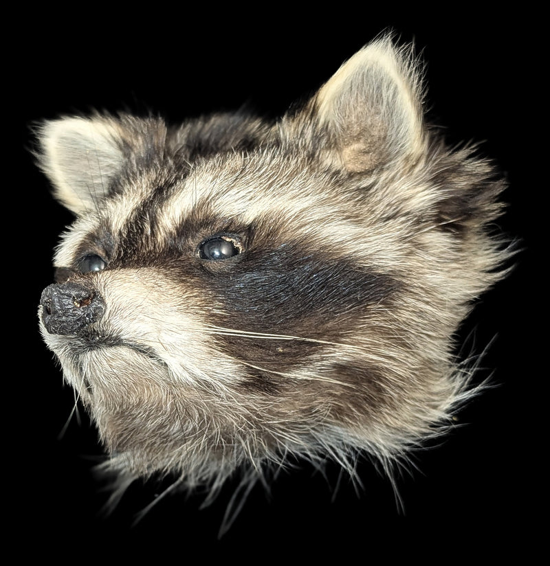 Taxidermy Raccoon Head Mount-Taxidermy-Midwest Taxidermy-PaxtonGate