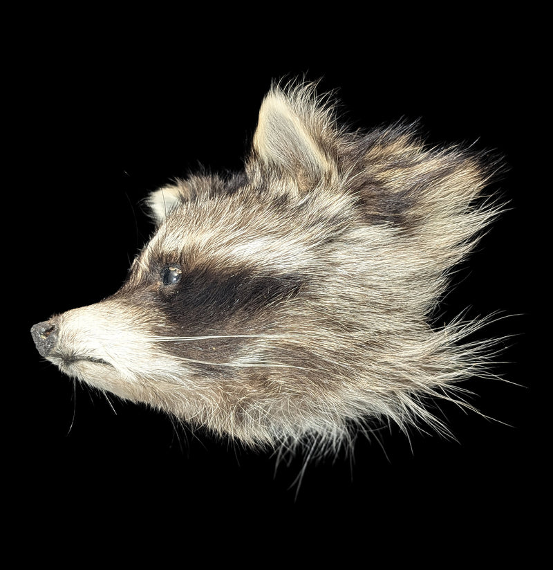 Taxidermy Raccoon Head Mount-Taxidermy-Midwest Taxidermy-PaxtonGate