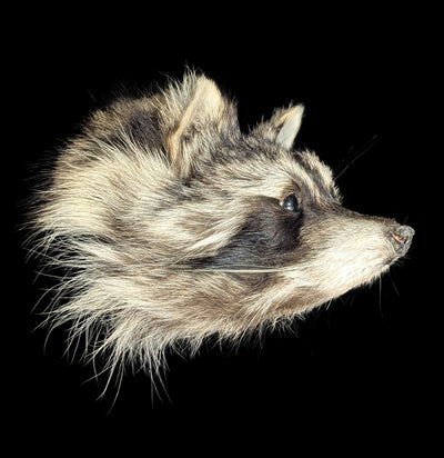 Taxidermy Raccoon Head Mount-Taxidermy-Midwest Taxidermy-PaxtonGate
