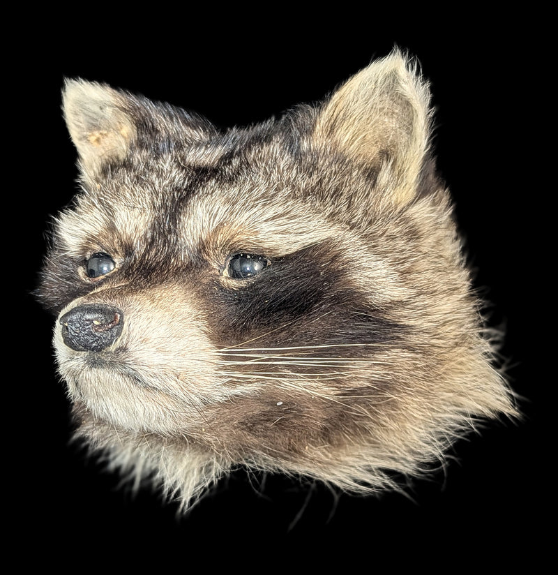 Taxidermy Raccoon Head Mount-Taxidermy-Midwest Taxidermy-PaxtonGate