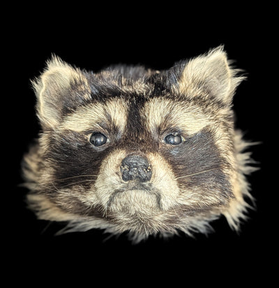 Taxidermy Raccoon Head Mount-Taxidermy-Midwest Taxidermy-PaxtonGate