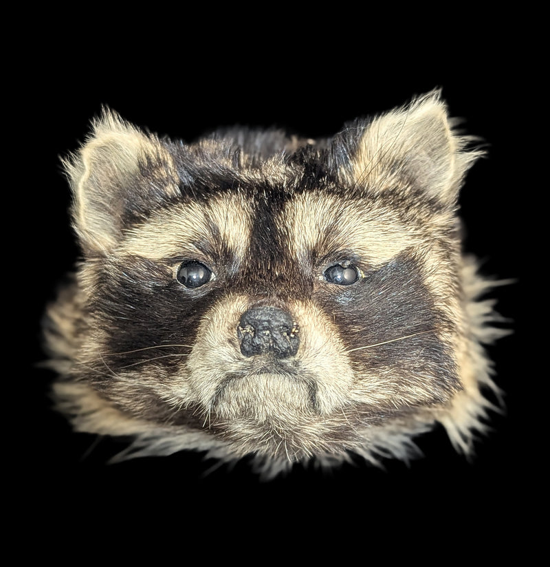 Taxidermy Raccoon Head Mount-Taxidermy-Midwest Taxidermy-PaxtonGate