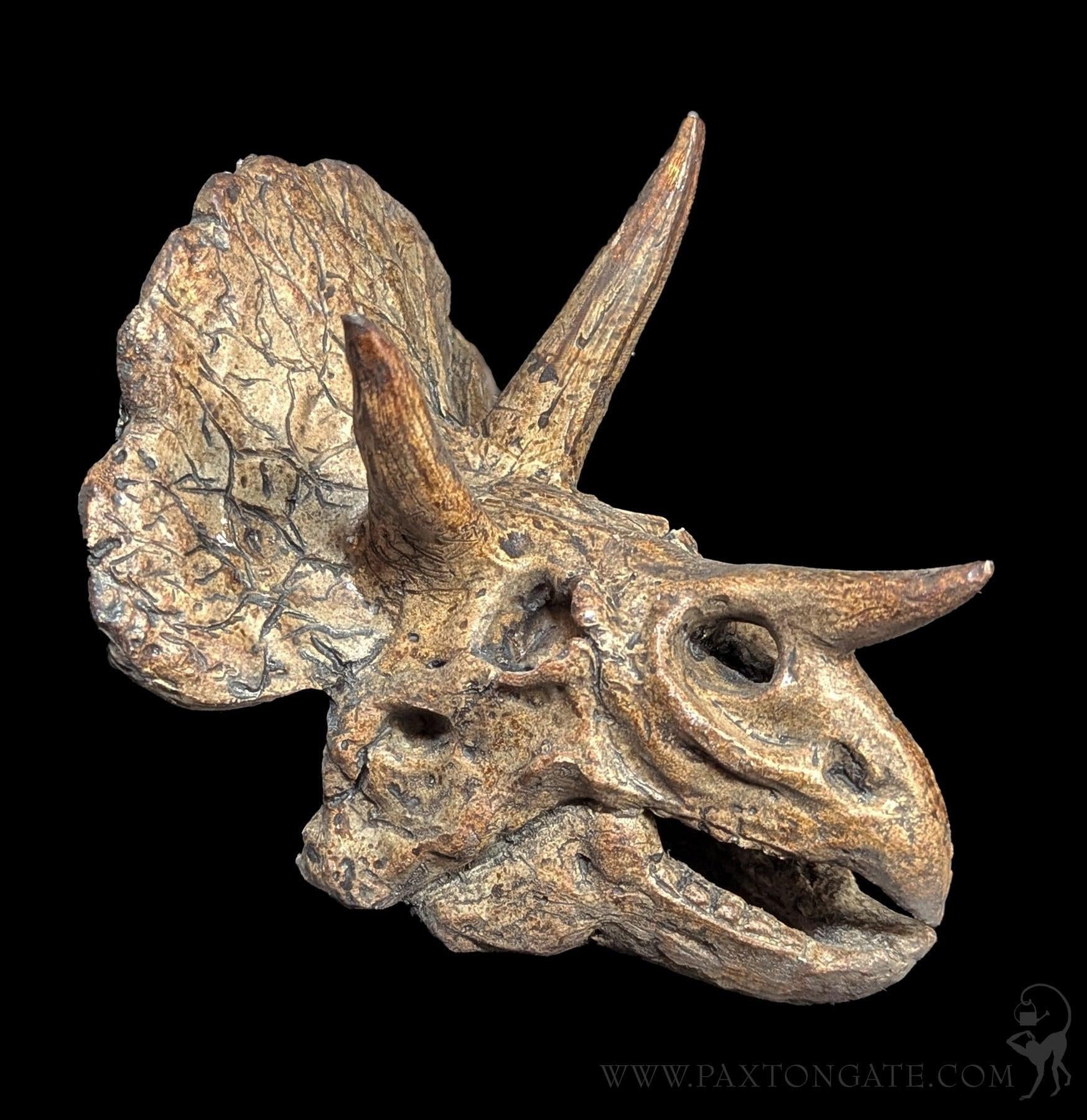 Replica Triceratops Mini Dinosaur Skull For Sale | Paxton Gate