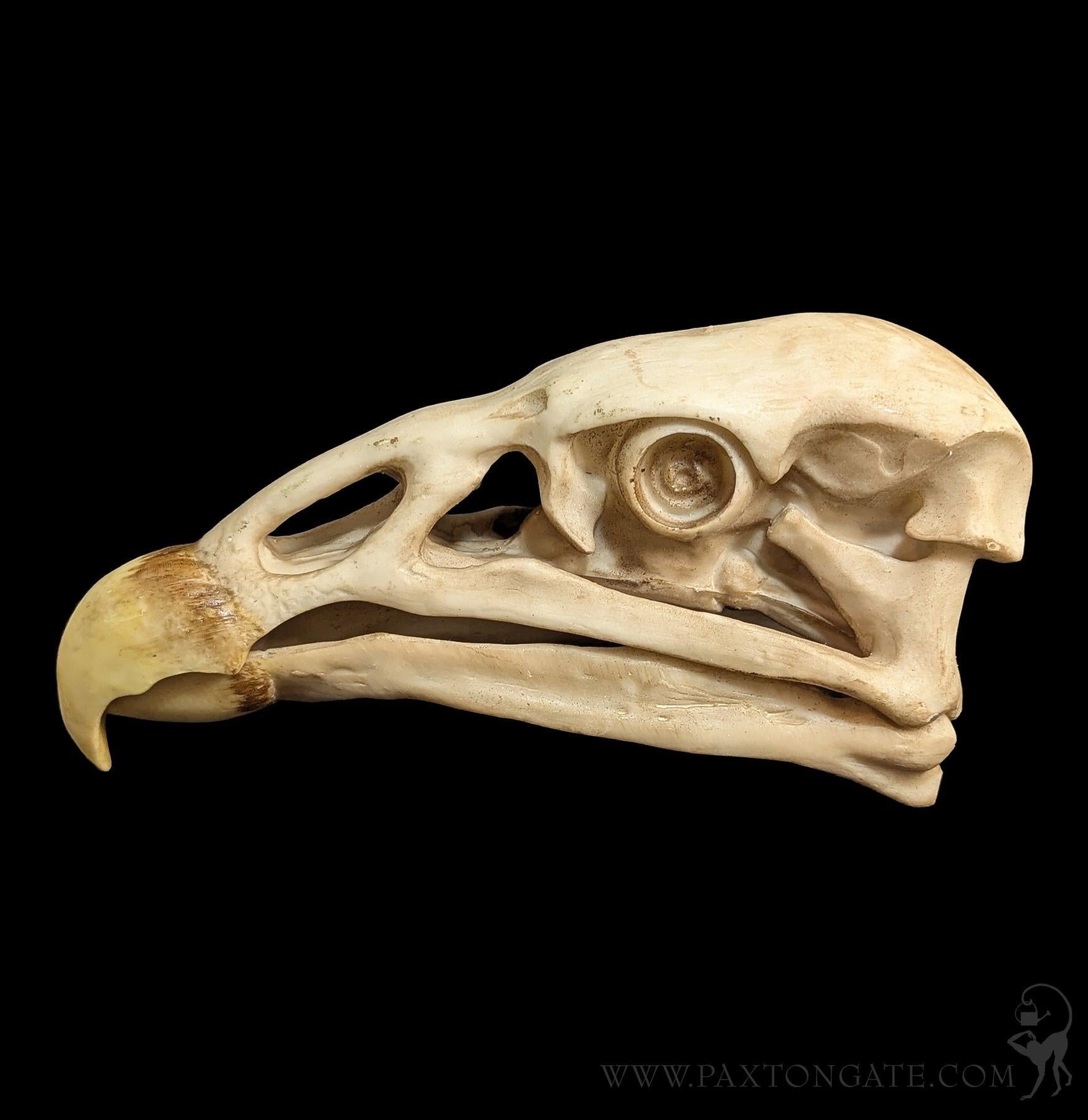 Condor Skull Replica – Paxton Gate