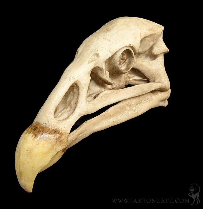 Condor Skull Replica-Skulls & Bones-Modern World-PaxtonGate