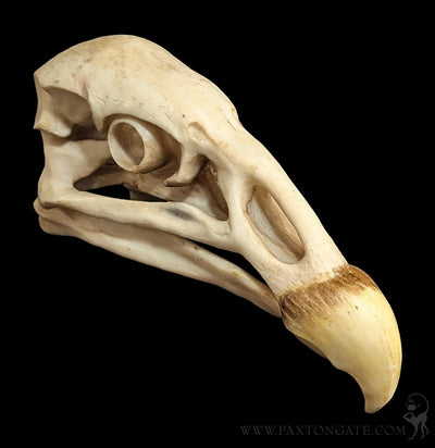 Condor Skull Replica-Skulls & Bones-Modern World-PaxtonGate