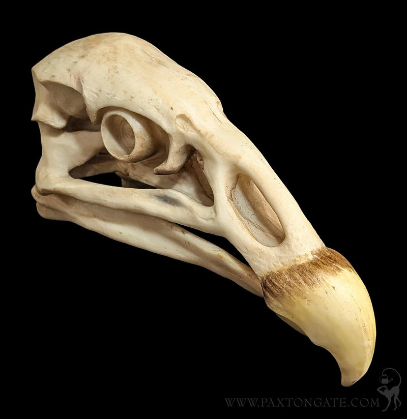 Condor Skull Replica-Skulls & Bones-Modern World-PaxtonGate
