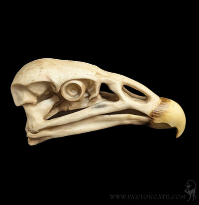 Condor Skull Replica-Skulls & Bones-Modern World-PaxtonGate