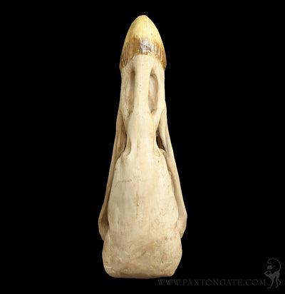Condor Skull Replica-Skulls & Bones-Modern World-PaxtonGate