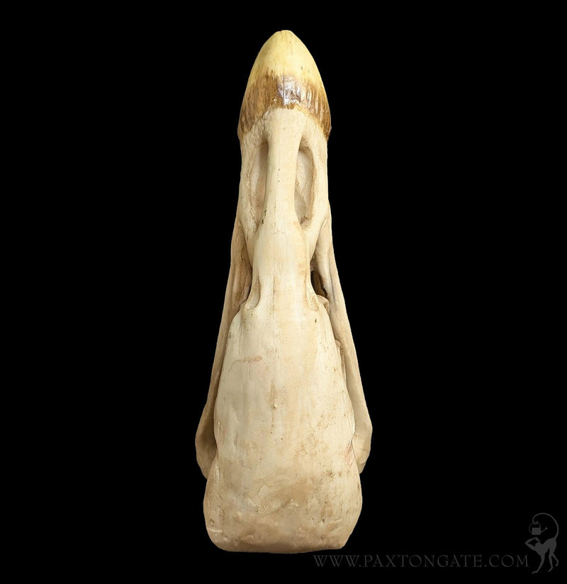 Condor Skull Replica-Skulls & Bones-Modern World-PaxtonGate