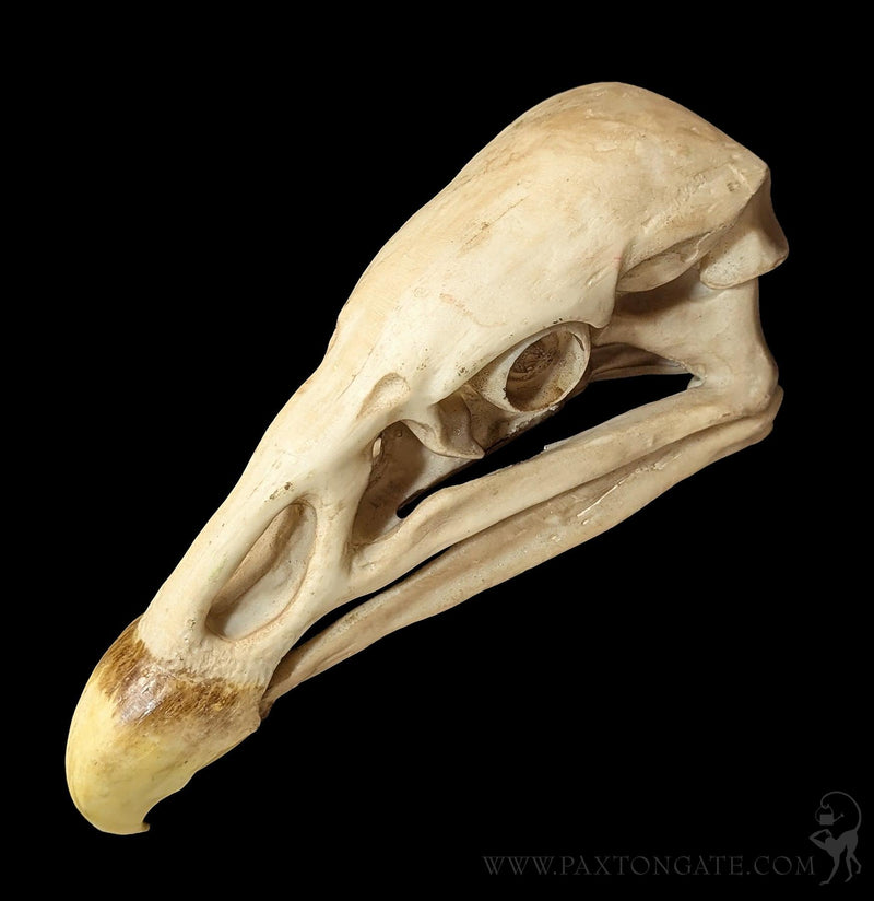 Condor Skull Replica-Skulls & Bones-Modern World-PaxtonGate