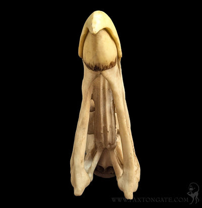 Condor Skull Replica-Skulls & Bones-Modern World-PaxtonGate