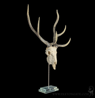 Deer Skull Replica on Glass Base-Skulls & Bones-Modern World-PaxtonGate