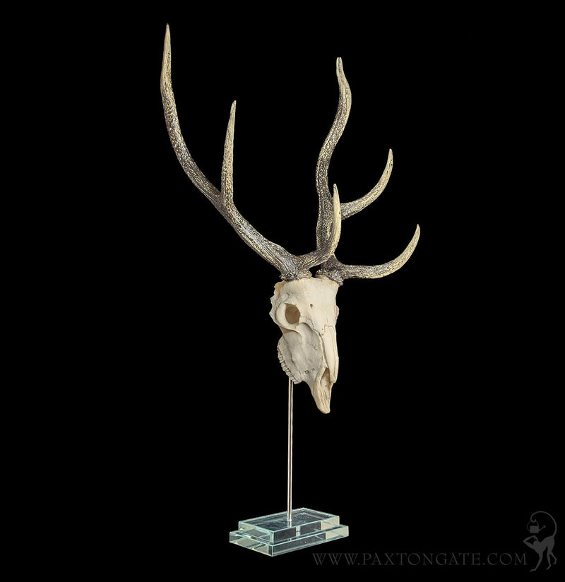 Deer Skull Replica on Glass Base-Skulls & Bones-Modern World-PaxtonGate