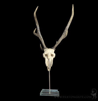 Deer Skull Replica on Glass Base-Skulls & Bones-Modern World-PaxtonGate