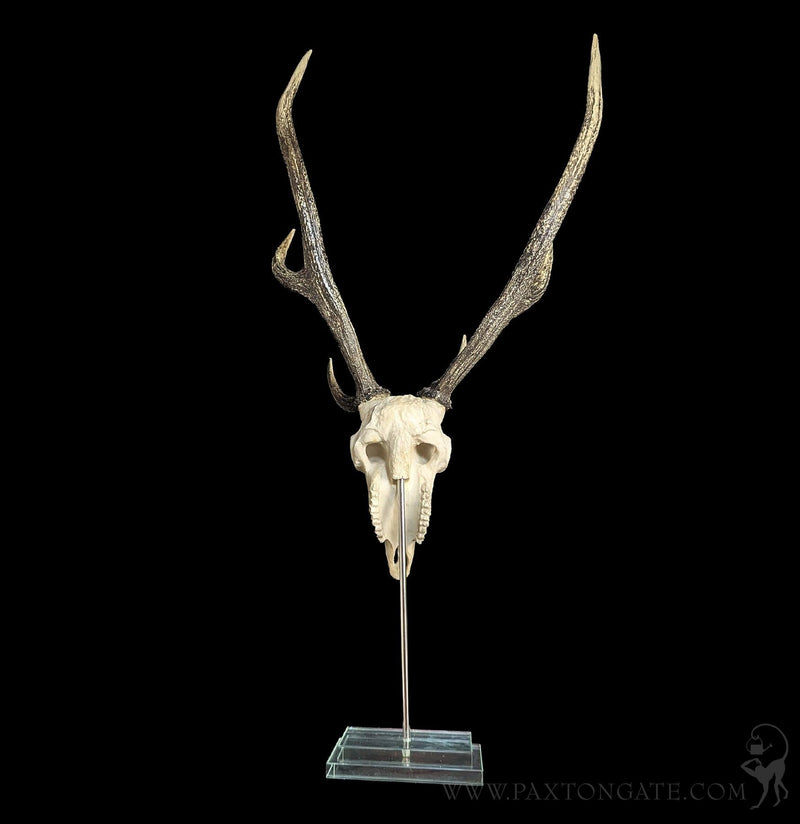 Deer Skull Replica on Glass Base-Skulls & Bones-Modern World-PaxtonGate