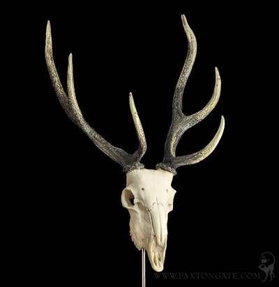 Deer Skull Replica on Glass Base-Skulls & Bones-Modern World-PaxtonGate
