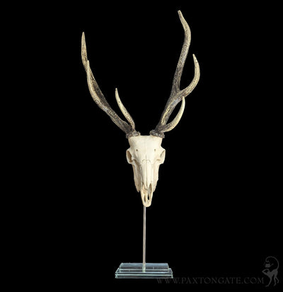 Deer Skull Replica on Glass Base-Skulls & Bones-Modern World-PaxtonGate
