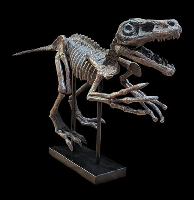 Raptor Fossil Skeleton Statue-statuary-Modern World-PaxtonGate