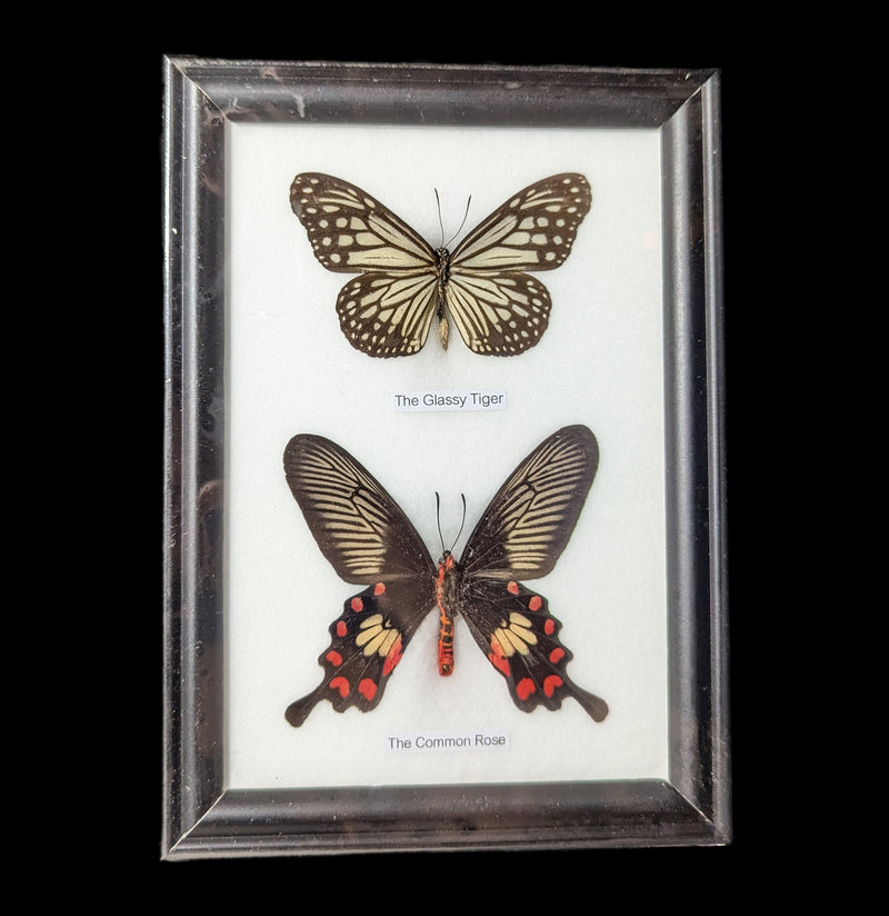 Two Riker Mounted Butterflies-Insects-World Buyers-PaxtonGate